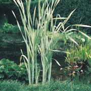 Typha latifolia ‘Variegata’ | Variegated cattail | Marginal Plant