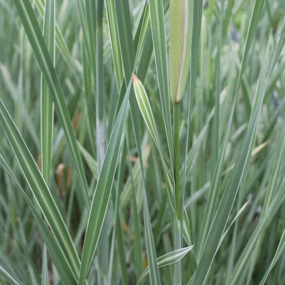 Typha latifolia ‘Variegata’ | Variegated cattail | Marginal Plant