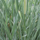 Typha latifolia ‘Variegata’ | Variegated cattail | Marginal Plant
