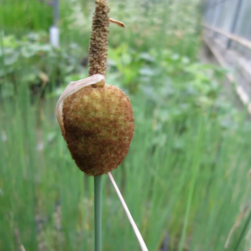 Typha minima | Dwarf cattail | Marginal Plant
