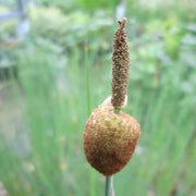 Typha minima | Dwarf cattail | Marginal Plant