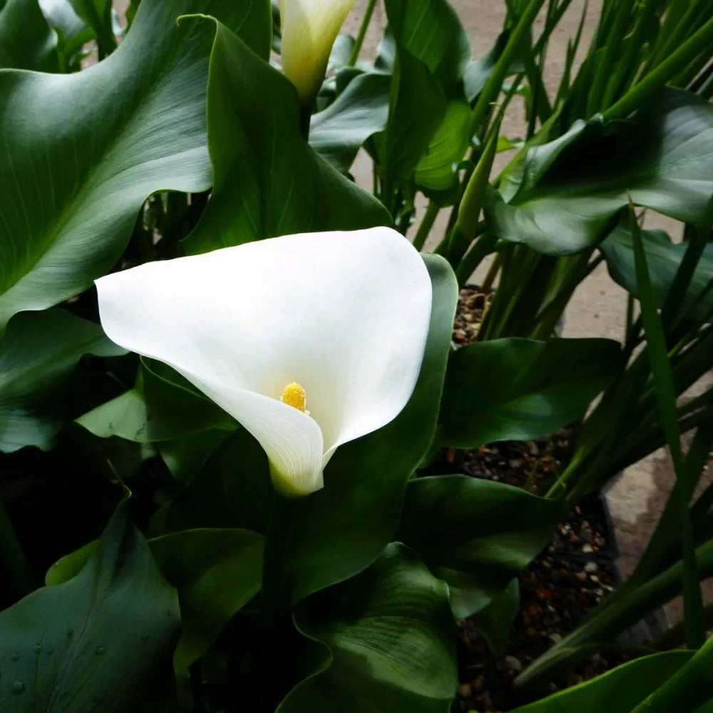 Zantedeschia aethiopica ‘Crowborough’ | ‘Crowborough’ arum lily (hardy calla) | Marginal Plant