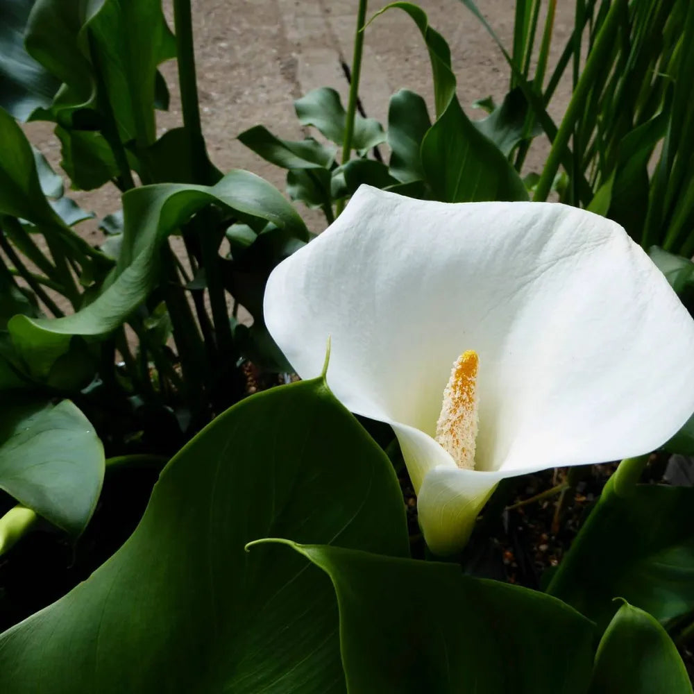 Zantedeschia aethiopica ‘Crowborough’ | ‘Crowborough’ arum lily (hardy calla) | Marginal Plant