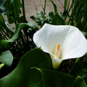 Zantedeschia aethiopica ‘Crowborough’ | ‘Crowborough’ arum lily (hardy calla) | Marginal Plant
