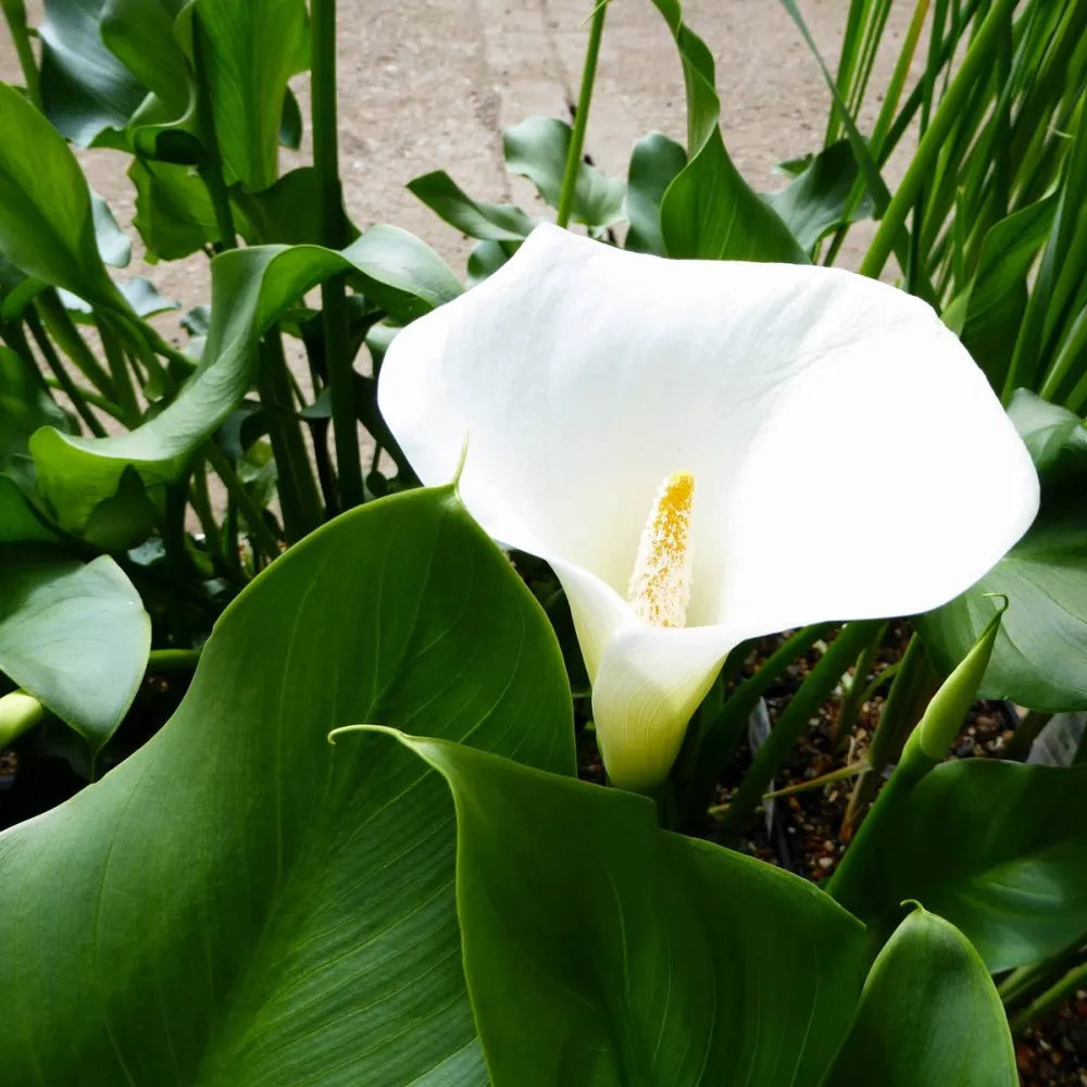 Zantedeschia aethiopica ‘Crowborough’ | ‘Crowborough’ arum lily (hardy calla) | Marginal Plant