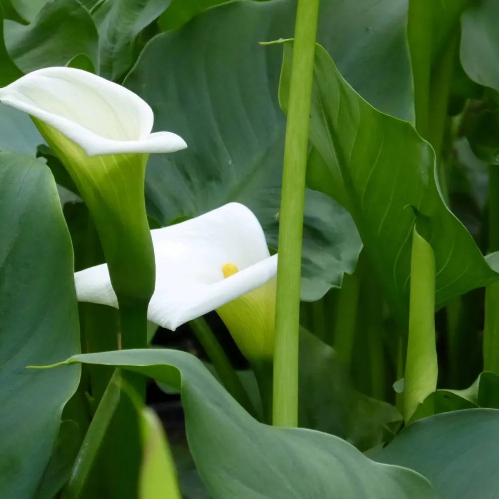 Zantedeschia aethiopica ‘Crowborough’ | ‘Crowborough’ arum lily (hardy calla) | Marginal Plant