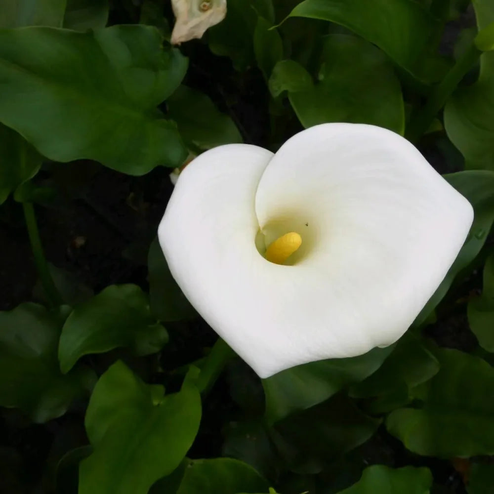 Zantedeschia aethiopica ‘Crowborough’ | ‘Crowborough’ arum lily (hardy calla) | Marginal Plant