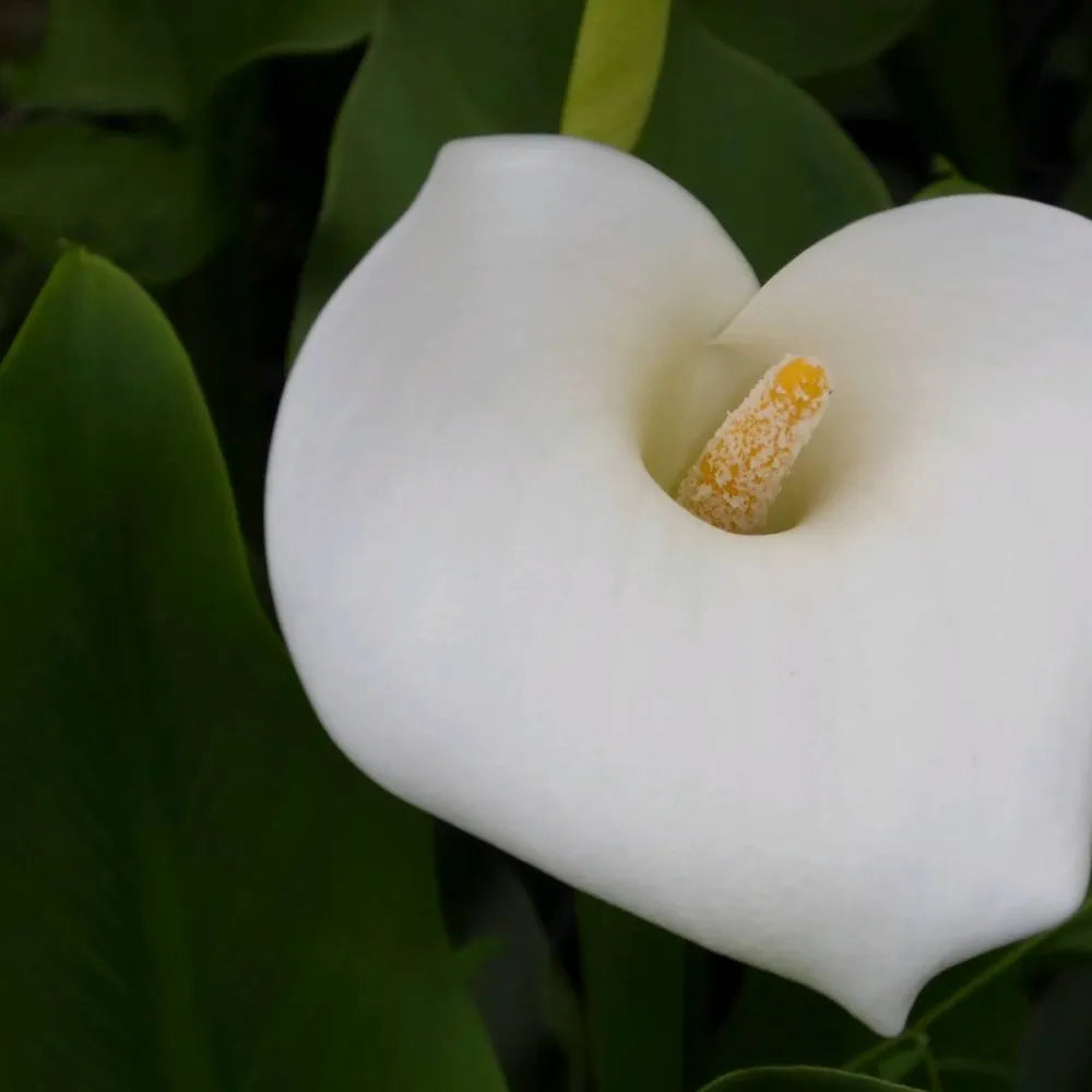Zantedeschia aethiopica ‘Crowborough’ | ‘Crowborough’ arum lily (hardy calla) | Marginal Plant