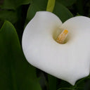 Zantedeschia aethiopica ‘Crowborough’ | ‘Crowborough’ arum lily (hardy calla) | Marginal Plant