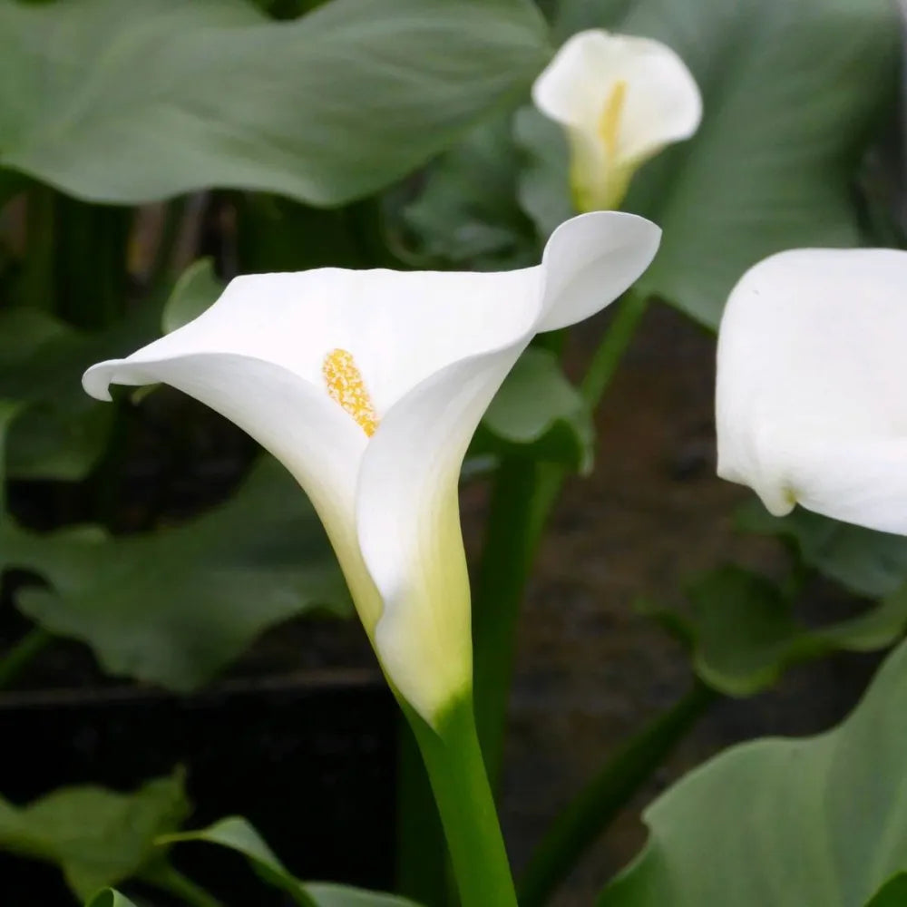 Zantedeschia aethiopica ‘Crowborough’ | ‘Crowborough’ arum lily (hardy calla) | Marginal Plant