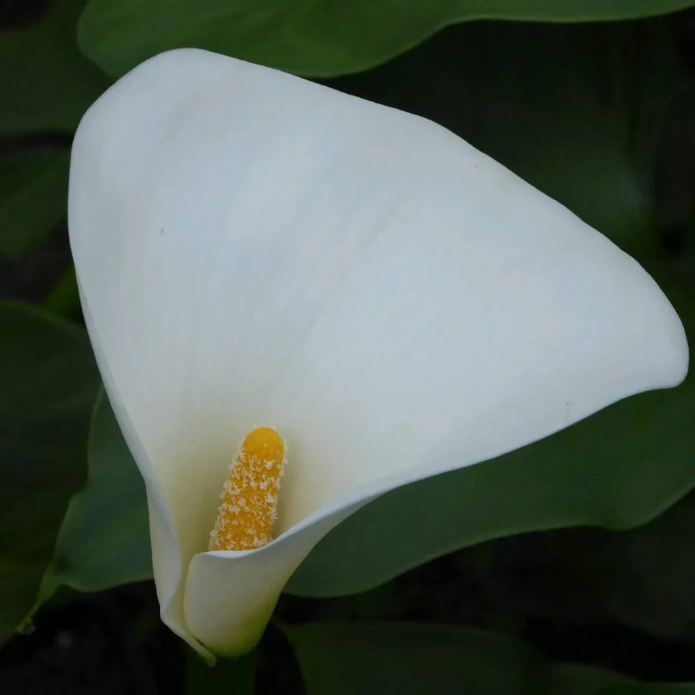 Zantedeschia aethiopica ‘Crowborough’ | ‘Crowborough’ arum lily (hardy calla) | Marginal Plant