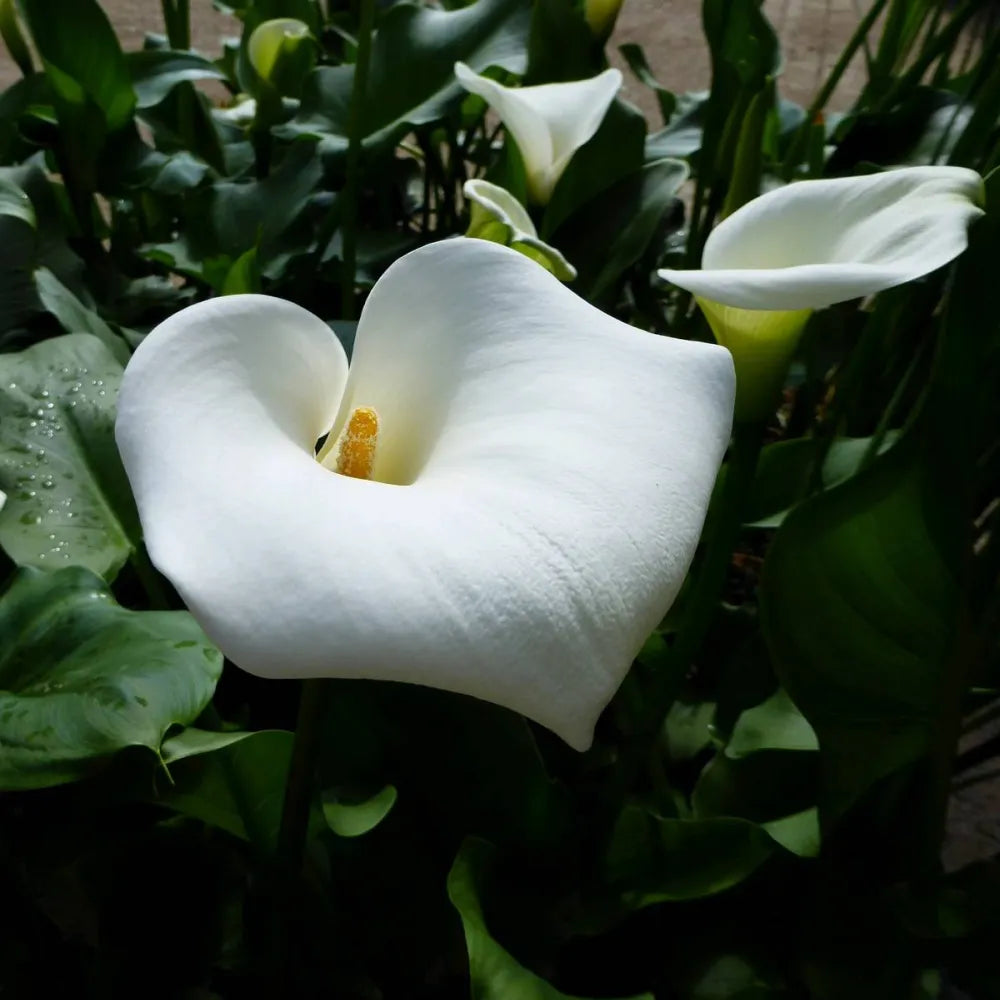 Zantedeschia aethiopica ‘Crowborough’ | ‘Crowborough’ arum lily (hardy calla) | Marginal Plant