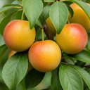 5ft Mirabelle Golden Sphere' Plum Tree | 9L Pot | 2 Years Old