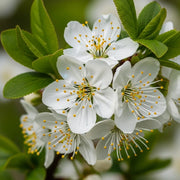 5ft Mirabelle Golden Sphere' Plum Tree | Bare Root | 2 Years Old