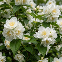 45cm Mock Orange | Philadelphus 'Virginal' Bare Root Plant
