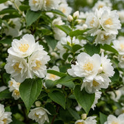 15-20cm Mock Orange | Philadelphus 'Virginal' | 9cm Pot