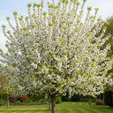 5ft 'Montreal Beauty' Crabapple Tree | 7.5L Pot  | 2 Years Old