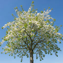 7ft Half-Standard 'Morello' Cherry Tree | 6/8cm Girth | Grown in 20L Airpot