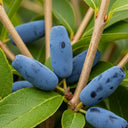 60cm 'Morena Honeyberry Bush | 3L Pot