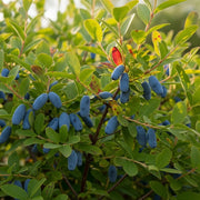 1ft Morena Honeyberry Bush | 9cm Pot