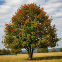 10ft Half-Standard Mountain Ash Tree | Mature Sorbus Aucuparia | 6/8cm Girth | Grown in 40L Airpot
