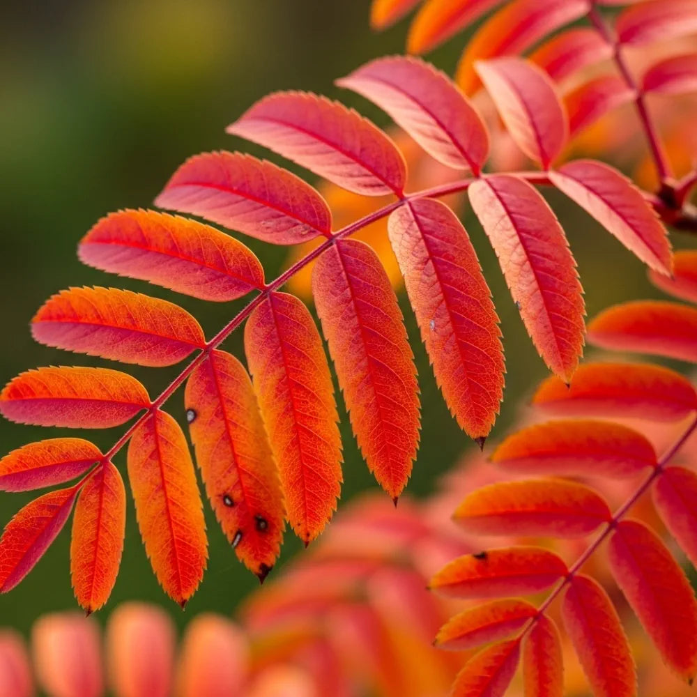 5ft Mountain Ash Rowan Tree | Sorbus aucuparia | 9L Pot | 2 Years Old