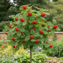 4ft Mountain Ash Rowan Tree | Sorbus aucuparia | 3L Pot