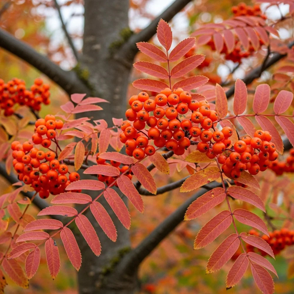 10ft Multi-Stem Mountain Ash Rowan Tree | Mature Sorbus aucuparia | 36L Pot | 4 Years Old