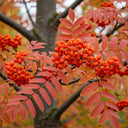 7ft Half-Standard Mountain Ash Tree |Mature Bare Root Sorbus Aucuparia | 6/8cm Girth