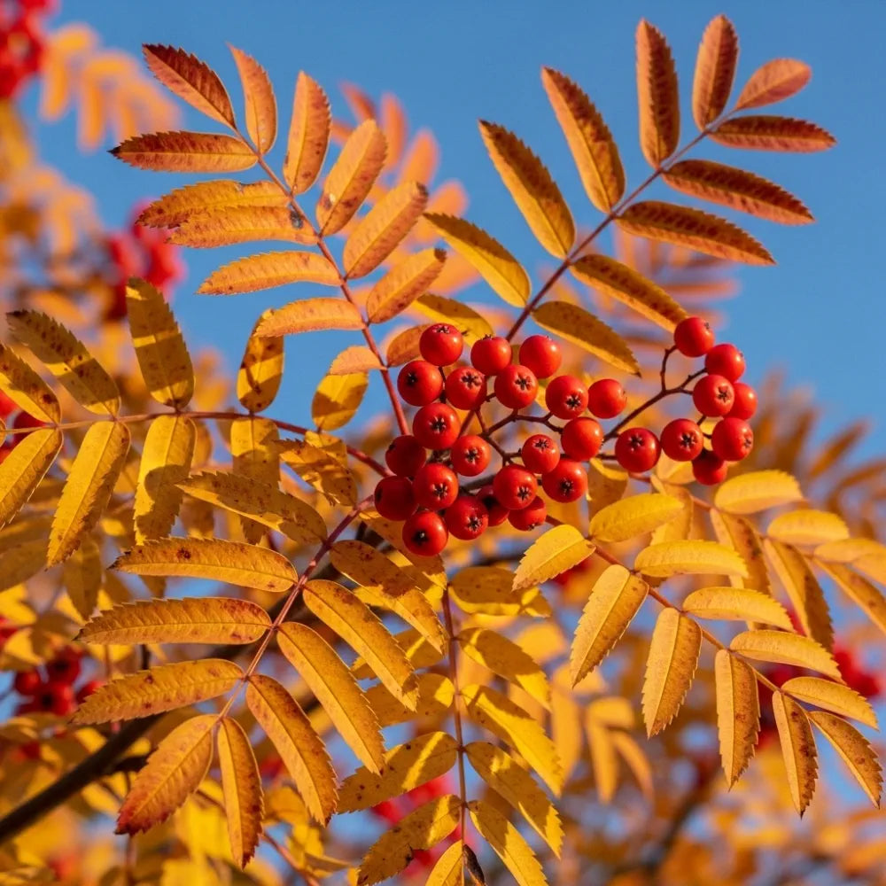 10ft Multi-Stem Mountain Ash Rowan Tree | Mature Sorbus aucuparia | 36L Pot | 4 Years Old