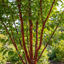 5ft Multi-Stem Tibetan Cherry Tree | Prunus Serrula | Bare Root | 2 Years Old