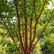 5ft Multi Stem Tibetan Cherry Tree | Prunus Serrula | 9L Pot | 2 Years Old