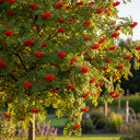 7ft Mature Mountain Ash Tree | Multi-Stem Bare Root Sorbus Aucuparia