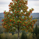 7ft Mature Mountain Ash Tree | Multi-Stem Bare Root Sorbus Aucuparia