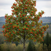 8ft Mature Mountain Ash Tree | Multi-Stem Bare Root Sorbus Aucuparia