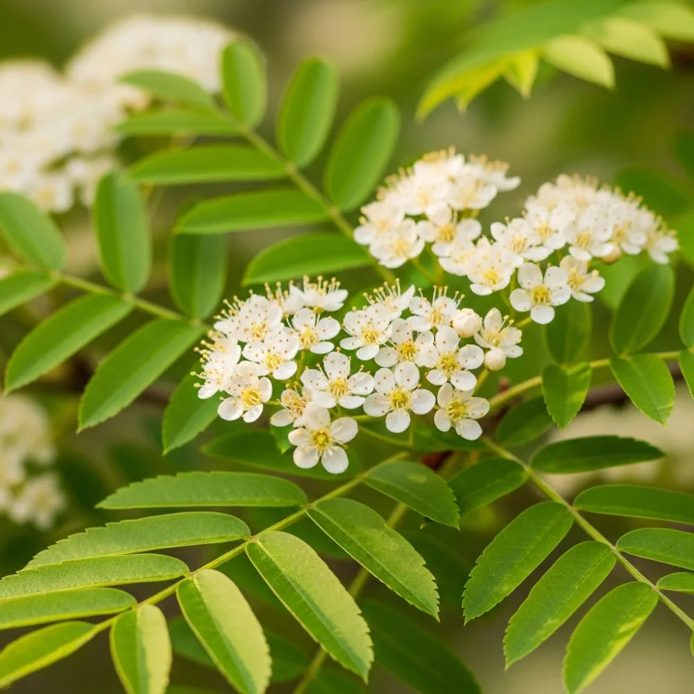 5ft Multi-Stem Mountain Ash Rowan Tree | Sorbus aucuparia  | 9L Pot | 2 Years Old