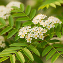 10ft Half-Standard Mountain Ash Tree | Mature Sorbus Aucuparia | 6/8cm Girth | Grown in 40L Airpot