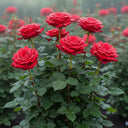 My Valentine' Hybrid Tea Rose | 4.5L Pot