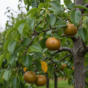Ripe '20th Century' Japanese Pear (Nashi Pear) hanging from a tree branch with lush green leaves, blurred orchard background, healthy harvest.