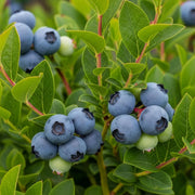 Clusters of ripe blueberries & a few unripe green ones on a 'Northland' Blueberry Bush, showcasing fresh summer produce.