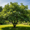 Nottingham' Medlar Tree | Bare Root | 2 Years Old