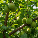 5ft 'Old Greengage' Plum Tree | 2 Year Old Bare Root Tree