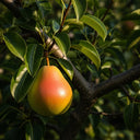 5ft 'Onward' Pear Tree | Bare Root | 2 Years Old