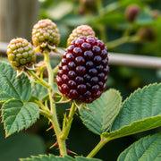 Ripe 'Opal' Dwarf Blackberry, green berries, thorny branch, vibrant leaves, blurred natural background.