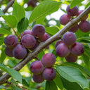 5ft 'Opal' Plum Tree | 7.5L Pot | 2 Years Old