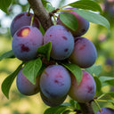5ft 'Opal' Plum Tree | 7.5L Pot | 2 Years Old
