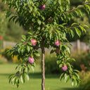 2-Year-Old Bare Root 'Opal' Plum Tree | 5ft