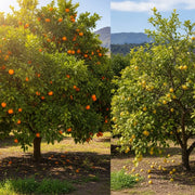 Orange and Lemon Trees | Perfect Partners | 2 Patio Citrus Trees