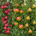 Mini Orchard Collection | 3 Bare Root Trees |  5ft Apple, Pear & Plum Trees