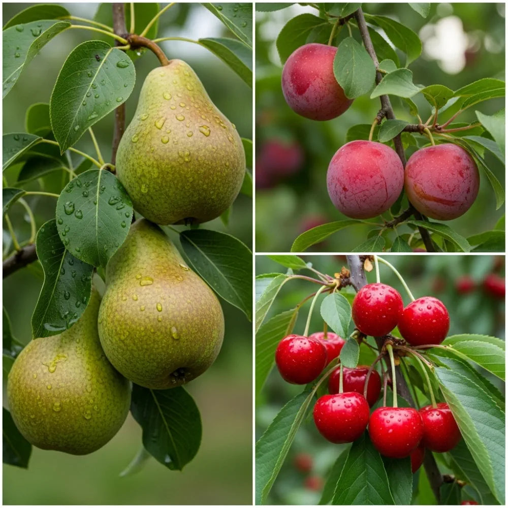 Mini Orchard Collection | 3 Bare Root Trees | 5ft Cherry, Pear & Plum Trees
